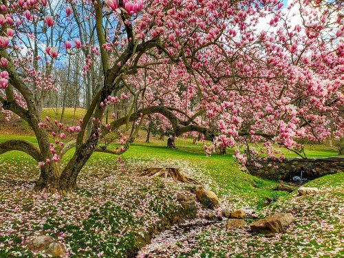 A blooming magnolia tree with pink flowers stands over a grassy area, scattered with fallen petals and a small stream.