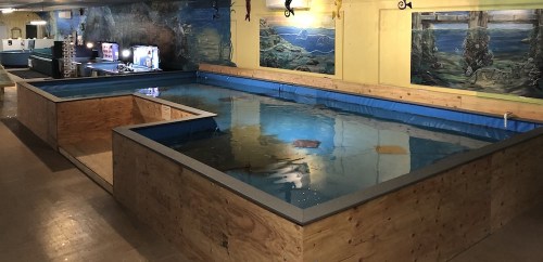 Indoor swimming area with two large, rectangular pools surrounded by wooden walls and colorful murals.