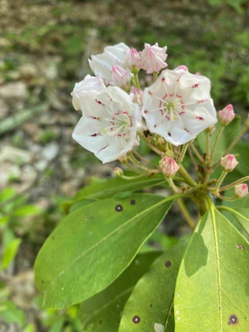A cluster of white and pink flowers with green leaves, set against a blurred natural background.