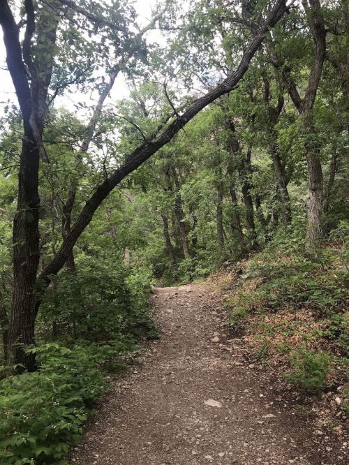 A winding dirt path through a lush green forest with trees and foliage on either side.