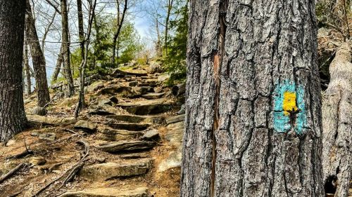 A rocky trail leads through trees, marked by a blue and yellow trail marker on a tree trunk.