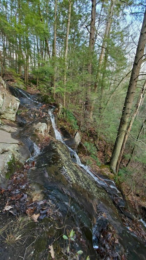 A serene forest scene featuring a small waterfall cascading over rocky terrain, surrounded by lush green trees.