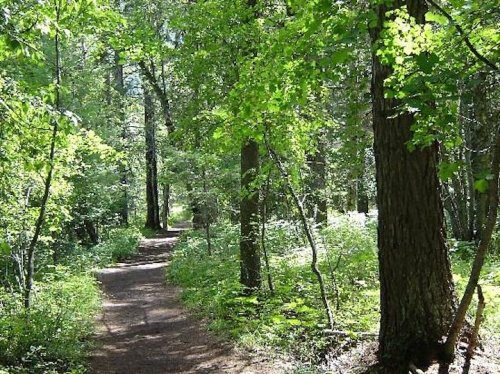 A serene forest path surrounded by lush green trees and foliage, inviting exploration and tranquility.