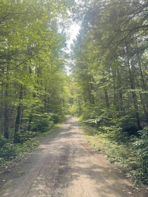 A serene dirt path winding through a lush green forest, surrounded by tall trees and dappled sunlight.