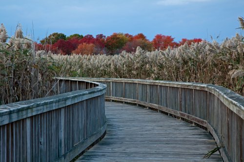 A winding wooden boardwalk through tall grasses, with vibrant autumn trees in the background under a cloudy sky.