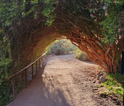 A sunlit path through a natural archway of greenery, leading into a serene outdoor space.