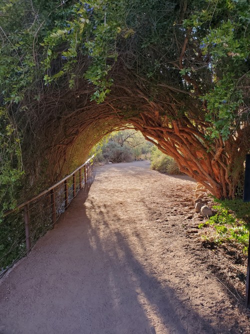 A sunlit path through a lush, green archway of trees, leading into a serene natural area.