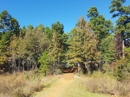 A dirt path leads through a forest with green and autumn-colored trees under a clear blue sky.