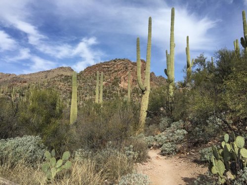 A desert landscape featuring tall cacti, rocky hills, and a blue sky with scattered clouds.