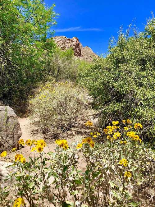 A desert landscape featuring yellow wildflowers, green shrubs, and rocky formations under a bright blue sky.