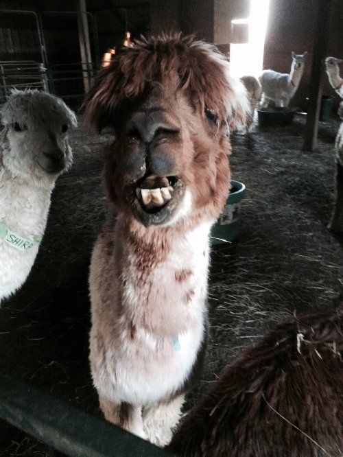 A close-up of a smiling alpaca with a shaggy coat, surrounded by other alpacas in a barn setting.