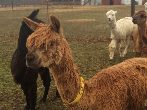 A group of llamas and alpacas in a grassy field, with one brown alpaca wearing a yellow collar in the foreground.