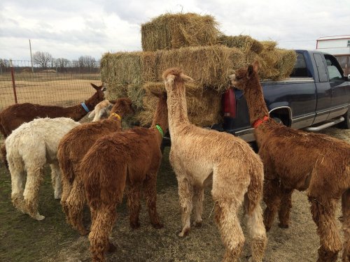 A group of llamas gathers around a truck loaded with hay bales in a rural setting.
