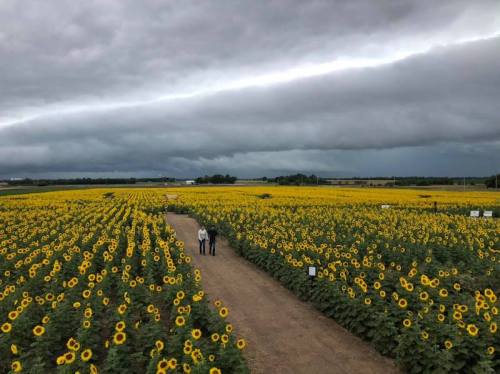 A couple walks through a vast field of sunflowers under a dramatic, cloudy sky.