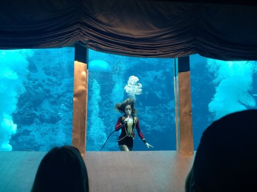A diver swims underwater, bubbles rising around her, viewed through a large glass window.