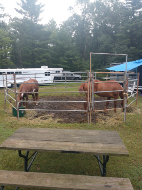 Two brown horses in a fenced area with a picnic table nearby, surrounded by trees and a trailer in the background.