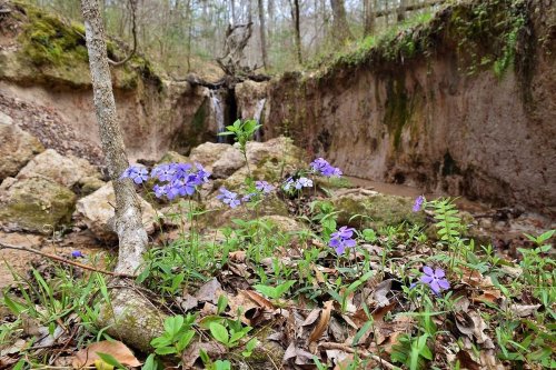 A serene forest scene featuring purple flowers in the foreground, with a small waterfall and rocky terrain in the background.