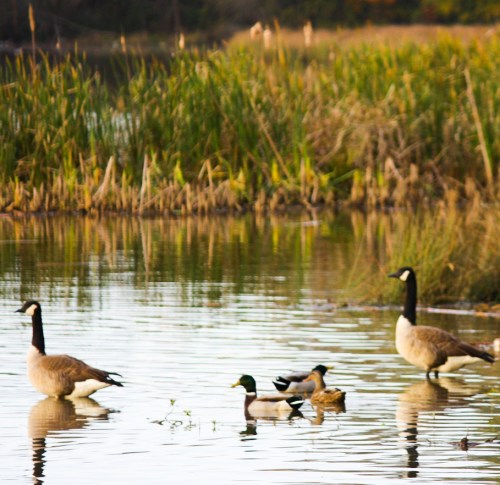 A serene pond scene with ducks and geese swimming among tall grasses and autumn foliage in the background.