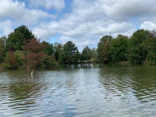 A serene lake surrounded by trees, with a cloudy sky and a solitary bird standing in the water.