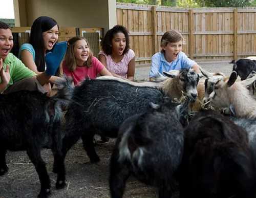 A group of excited children watching and interacting with playful goats in a farmyard setting.