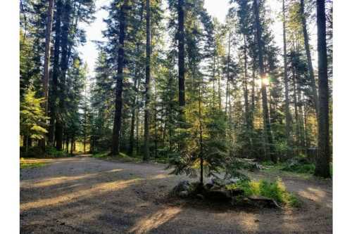 A serene forest scene with tall trees, dappled sunlight, and a winding dirt path.