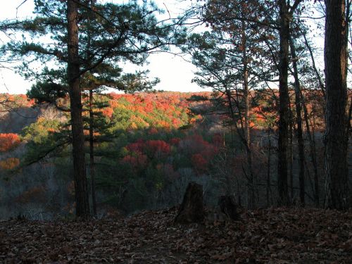 A scenic view of a forest with vibrant autumn foliage, framed by trees and fallen leaves on the ground.