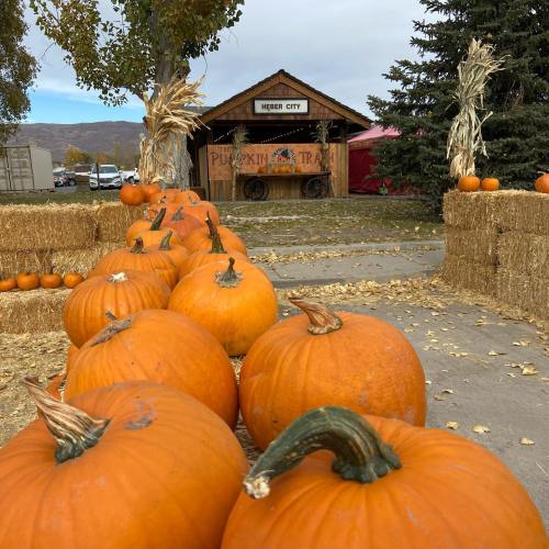 A row of large pumpkins lined up on a path, with hay bales and a pumpkin stand in the background.