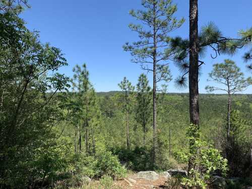 A scenic view of a lush green forest with tall pine trees under a clear blue sky.