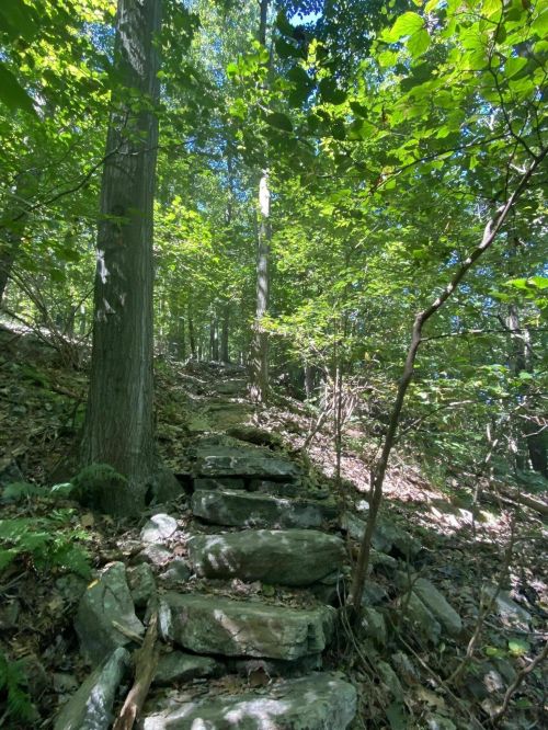 A rocky path winds through a lush green forest, surrounded by tall trees and dappled sunlight.
