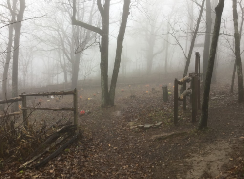 A foggy forest path with bare trees and a few colorful flowers scattered on the ground.