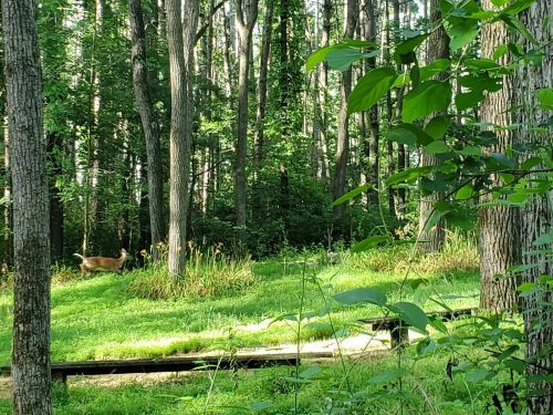 A deer walks through a lush green forest, surrounded by tall trees and wildflowers.