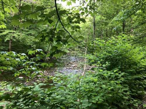 A serene forest scene with lush green leaves framing a calm stream flowing through the woods.