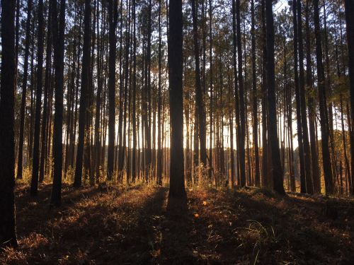 Sunlight filters through tall trees in a serene forest, casting long shadows on the ground.