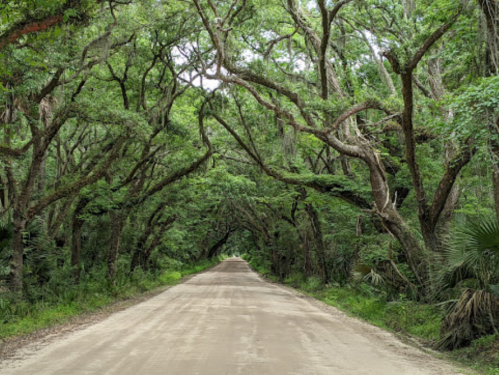 A dirt road lined with lush, green trees forming a natural arch overhead.