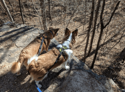 Two dogs stand on a rocky ledge, looking out over a wooded area with bare trees.