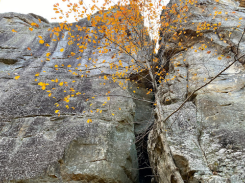 A solitary tree with yellow leaves grows between two large rock formations.