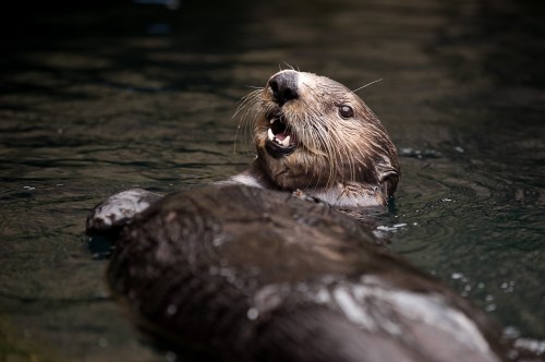 A playful otter floats on its back in water, with its mouth open as if vocalizing.
