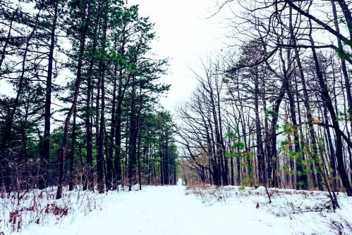 A snowy path through a forest, lined with tall trees, some bare and others evergreen, under a cloudy sky.