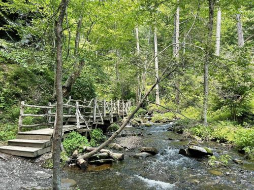 A wooden bridge crosses a clear stream surrounded by lush green trees and foliage in a serene forest setting.