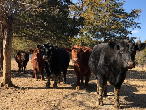 A group of cows, both black and brown, standing in a sunny field with trees in the background.