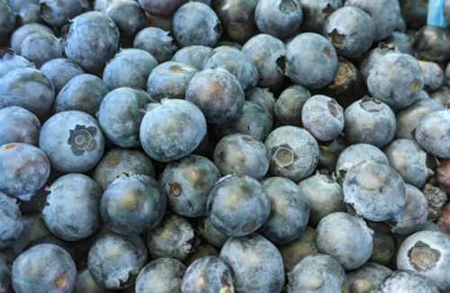 A close-up of a pile of fresh blueberries, showcasing their round shape and blue-purple color.