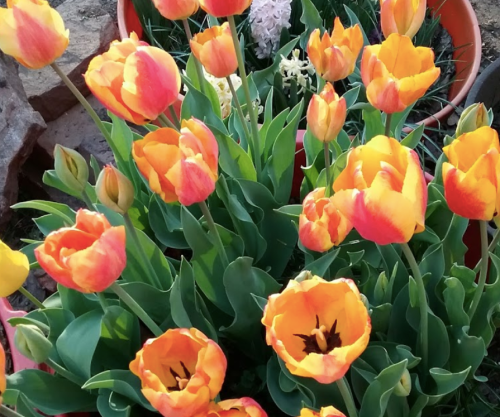 A vibrant display of orange and yellow tulips blooming in green foliage, surrounded by other plants in pots.