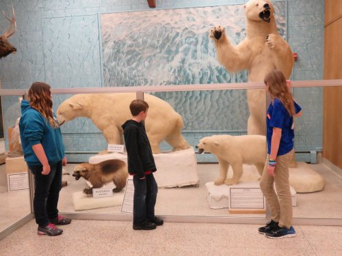 Three children observe polar bear exhibits in a museum, with various bear models displayed behind a glass barrier.