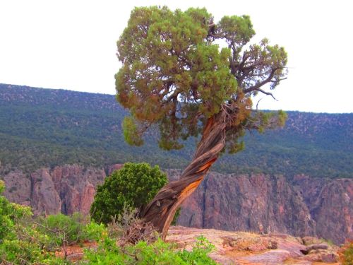 A twisted tree stands on a rocky ledge, with a backdrop of rugged cliffs and green vegetation.