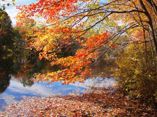 Vibrant autumn leaves reflect on a calm lake, surrounded by colorful foliage and a clear blue sky.