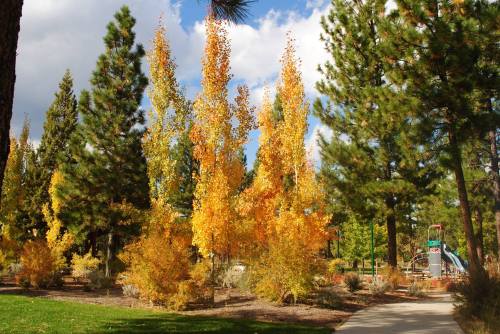 Colorful autumn trees with yellow leaves in a park, surrounded by green pines and a playground in the background.