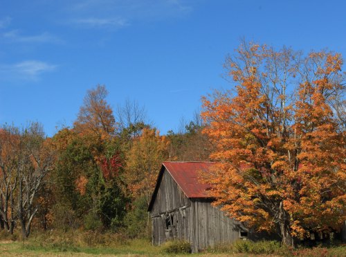 A rustic barn surrounded by vibrant autumn trees under a clear blue sky.