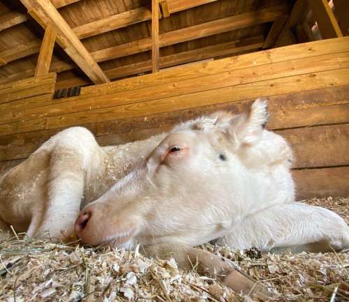 A white horse lying down on straw inside a wooden barn, resting peacefully.