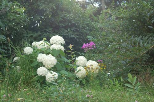 A cluster of white hydrangeas surrounded by green foliage and a splash of purple flowers in a garden setting.