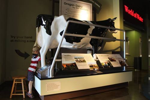 A child in a striped shirt interacts with a life-sized cow model in a museum exhibit about Oregon dairy.